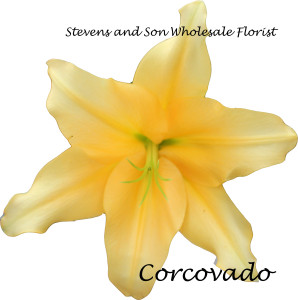 Corcovado