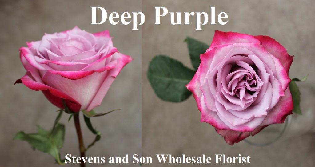 Deep Purple, Photo Credit Allison Linder