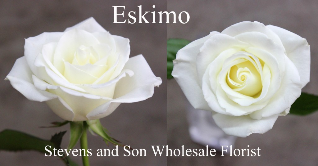 Eskimo - Photo Credit Allison Linder