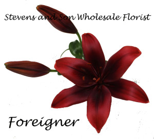 Foreigner