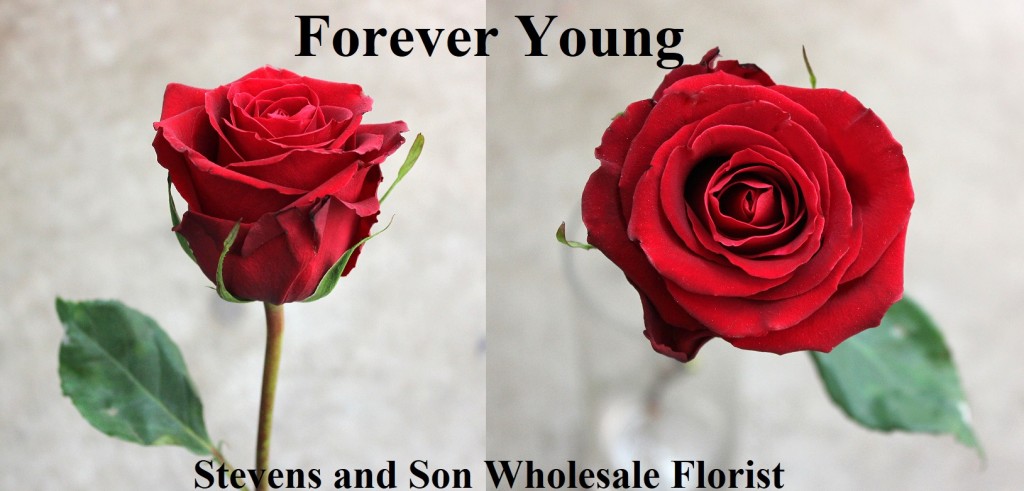 Forever Young Photo Credit Allison Linder