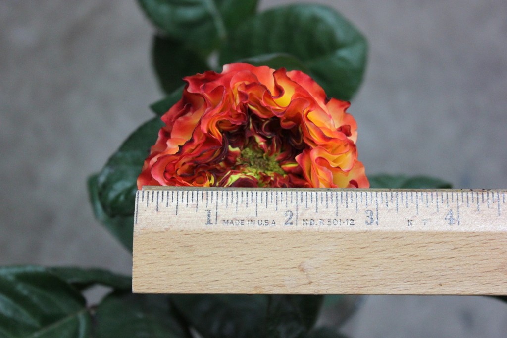 Fuego, Measured, Photo Credit Allison Linder