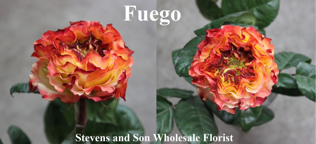 Fuego Photo Credit Allison Linder