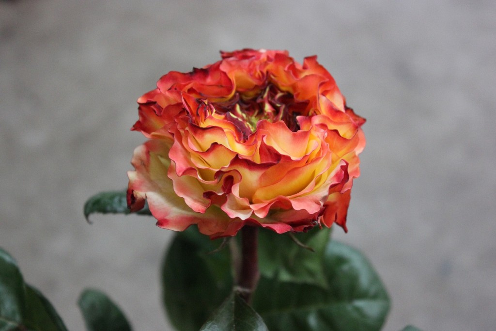 Fuego, Side View, Photo Credit Allison Linder