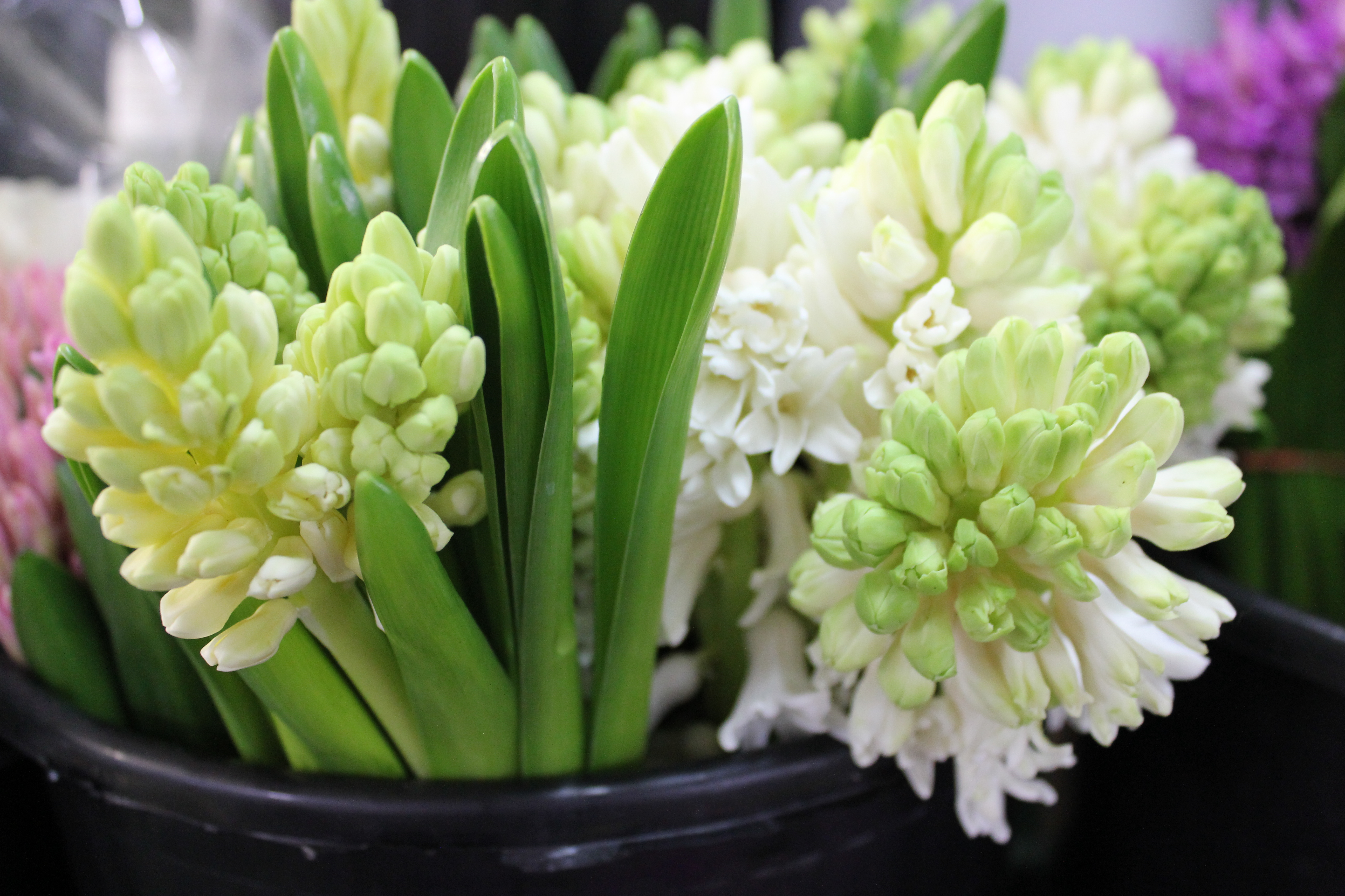 Hyacinth Stevens and Son Wholesale Florist