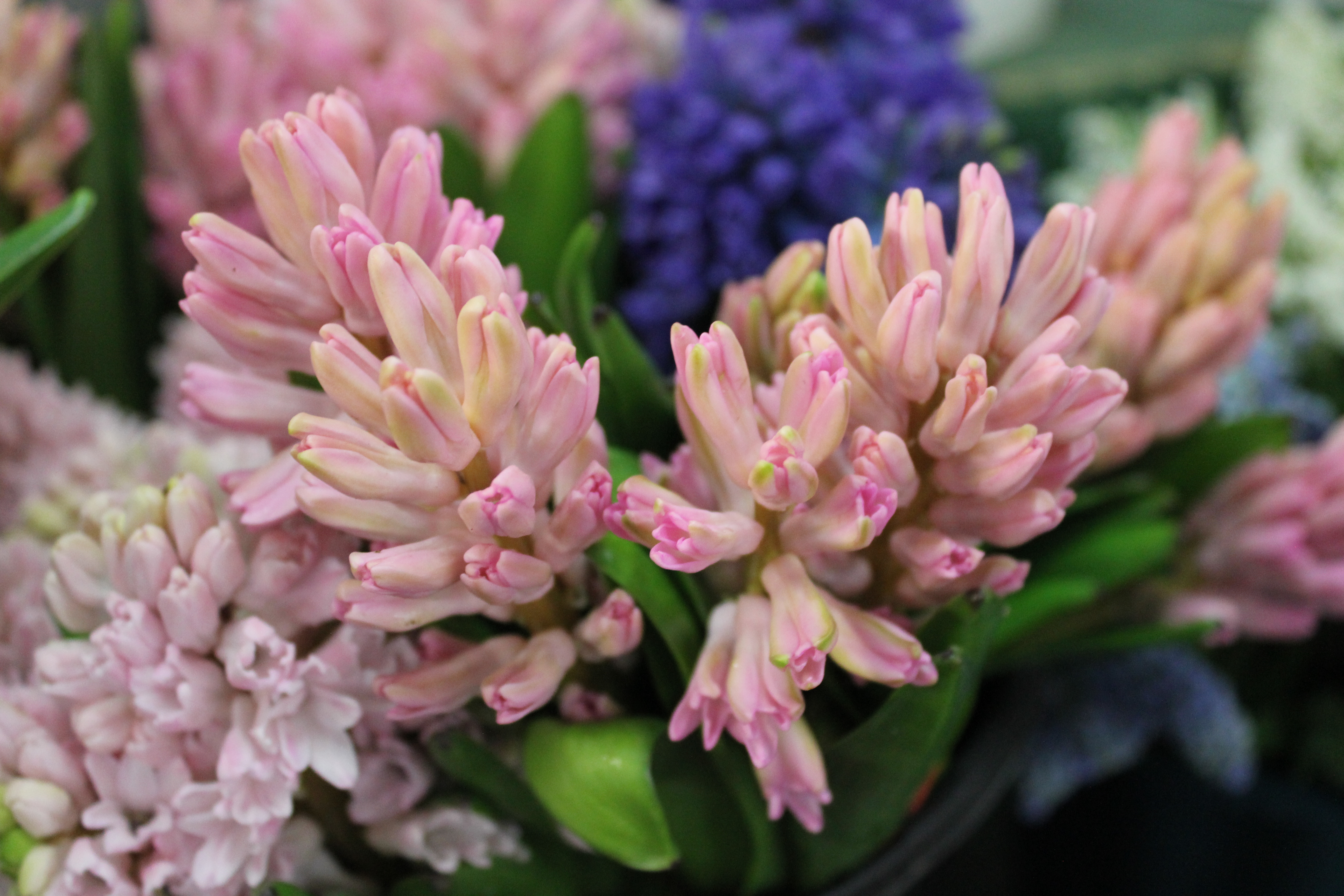 Hyacinth Stevens and Son Wholesale Florist
