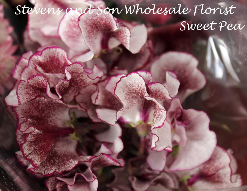 Japanese Sweet Peas Purple-White Photo Courtesy Allison Linder