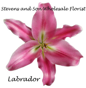 Labdrador