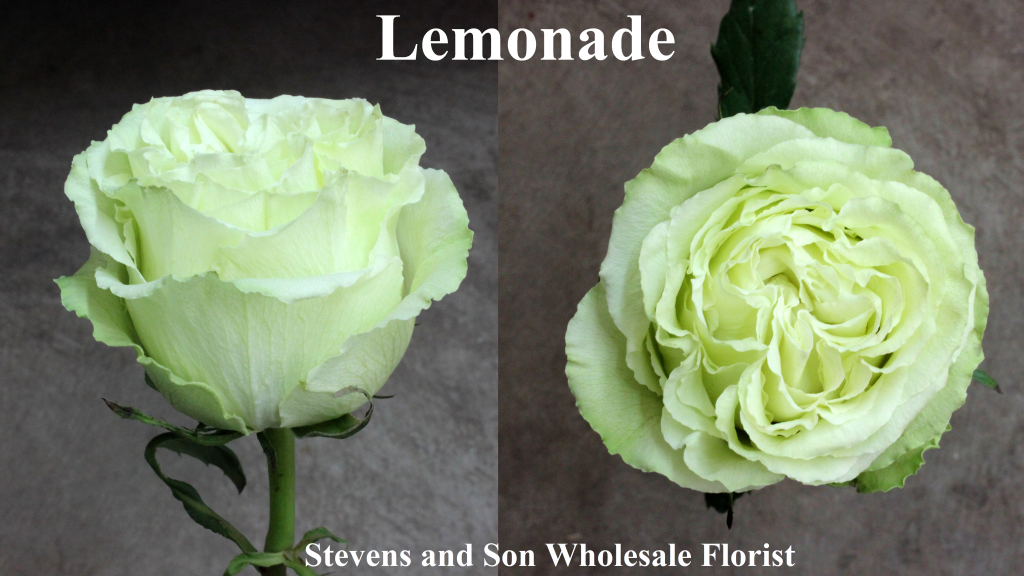 Lemonade Photo Credit Allison Linder