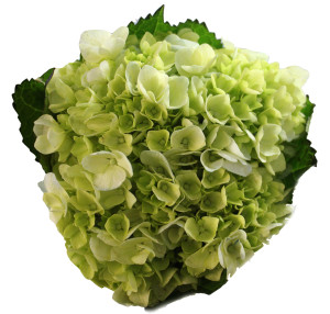 Lime Green copy