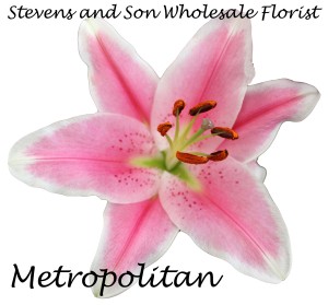 Metropolitan copy