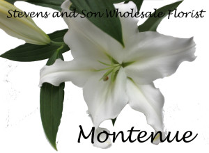 Montenue