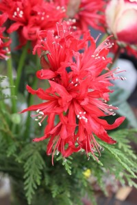 Nerine Lily Red 2 Photo Credit Allison Linder
