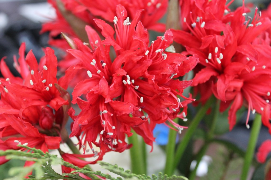 Nerine Lily Red Photo Credit Allison Linder