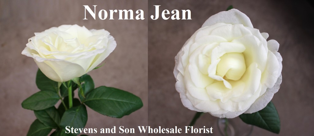 Norma Jean Photo Credit Allison Linder