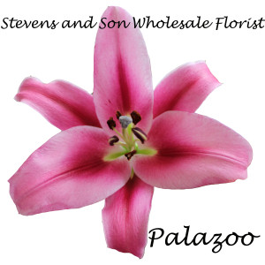 Palazoo