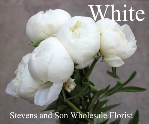 Peony - White - Photo Credit Allison Linder
