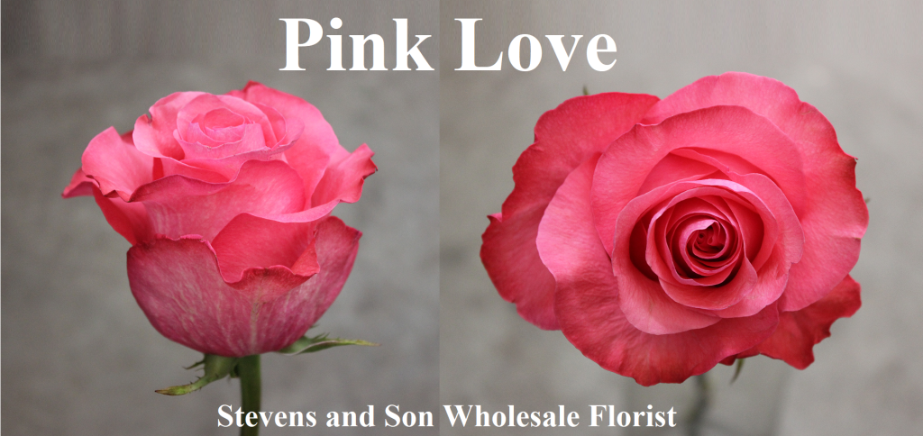 Pink Love Photo Credit Allison Linder