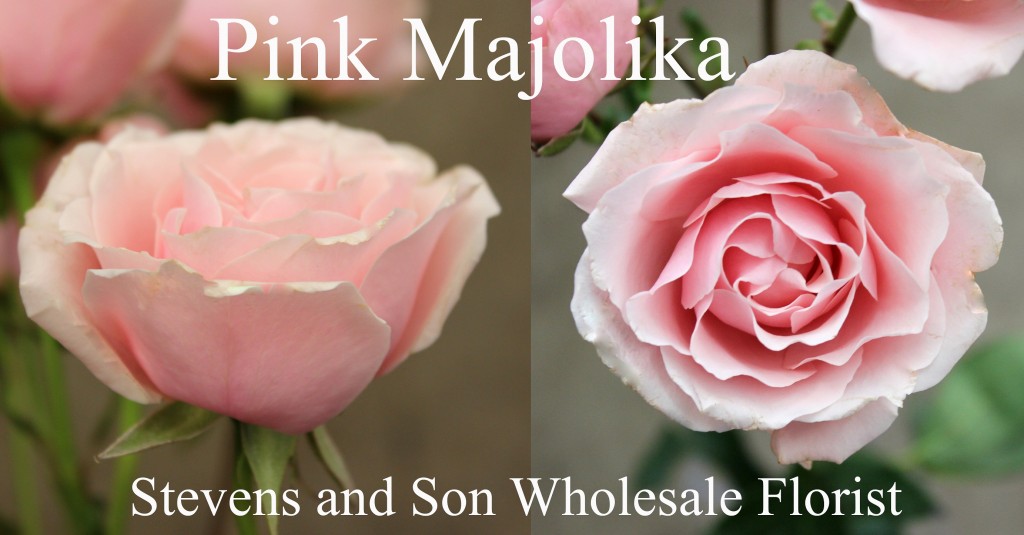 Pink Majolika - Photo Credit Allison Linder