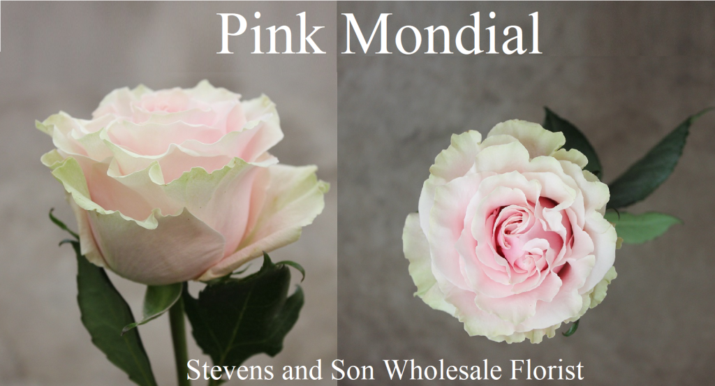 Pink Mondial Photo Credit Allison Linder