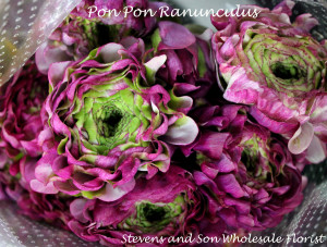 Pon Pon Ranunculus Photo Courtesy Allison Linder