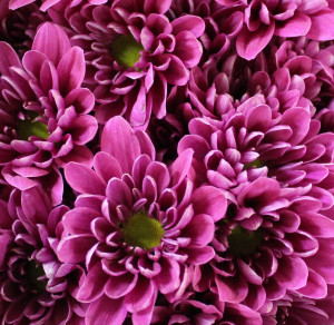 Purple2