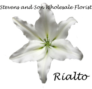 Rialto