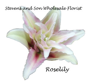 Roselily