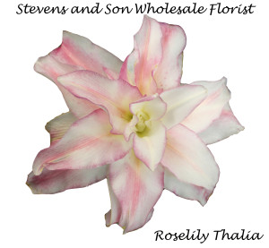 Roselily Thalia