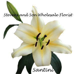 Santini