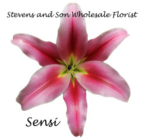 Sensi