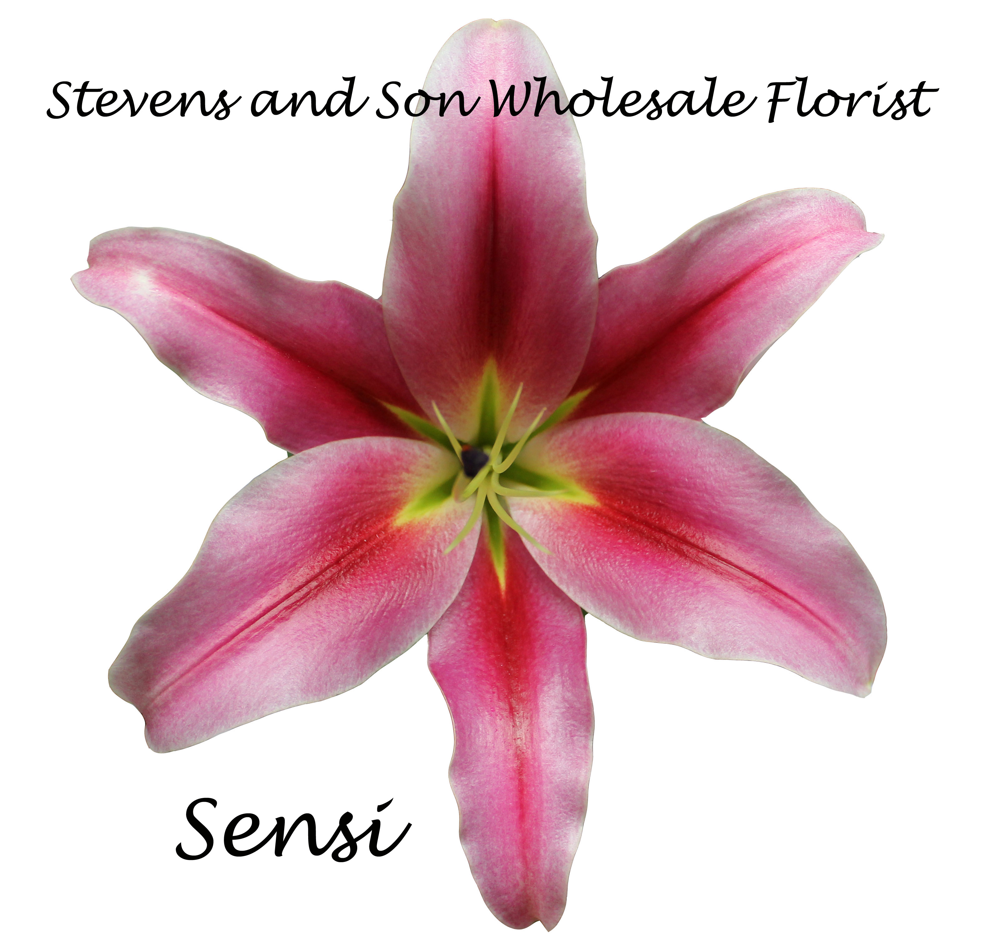 Oriental Lilies Stevens and Son Wholesale Florist