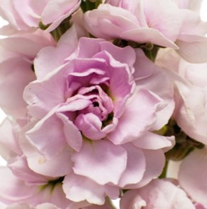 Stock Light Pink