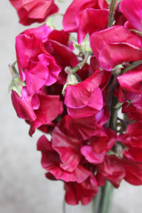 Sweet Pea - Burgundy Close Up - Photo Credit Allison Linder
