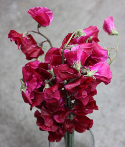 Sweet Pea - Burgundy - Photo Credit Allison Linder