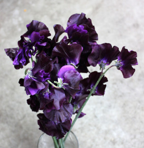 Sweet Pea - Dark Purple - Photo Credit Allison Linder