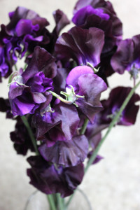 Sweet Pea - Dk Purple Close Up - Photo Credit Allison Linder