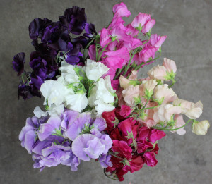 Sweet Pea - Group Aerial View - Photo credit Allison Linder