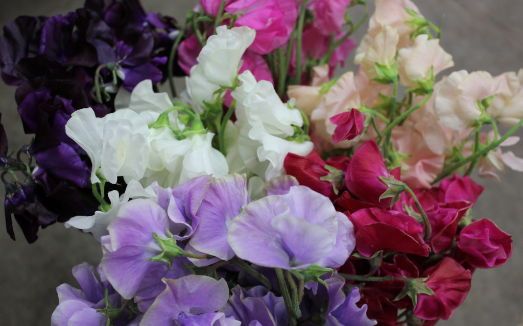 Sweet Pea - Group Close Up - Photo Credit Allison Linder