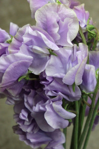 Sweet Pea - Lavender Close Up - Photo Credit Allison Linder