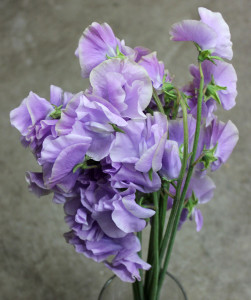 Sweet Pea - Lavender - Photo Credit Allison Linder