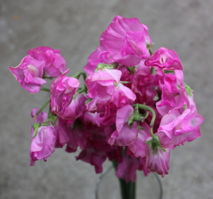 Sweet Pea - Medium Pink - Photo Credit Allison Linder