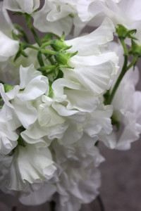 Sweet Pea - White Close Up - Photo Credit Allison Linder