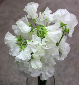 Sweet Pea - White - Photo Credit Allison Linder