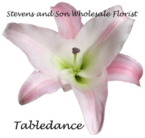 Tabledance