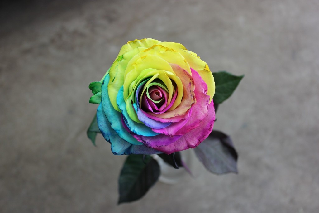 Tinted Rose Tie Dye Stevens and Son Wholesale Florist