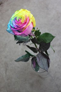 Tinted Rose - Tie Dye, Full Length, Photo Credit Allison Linder