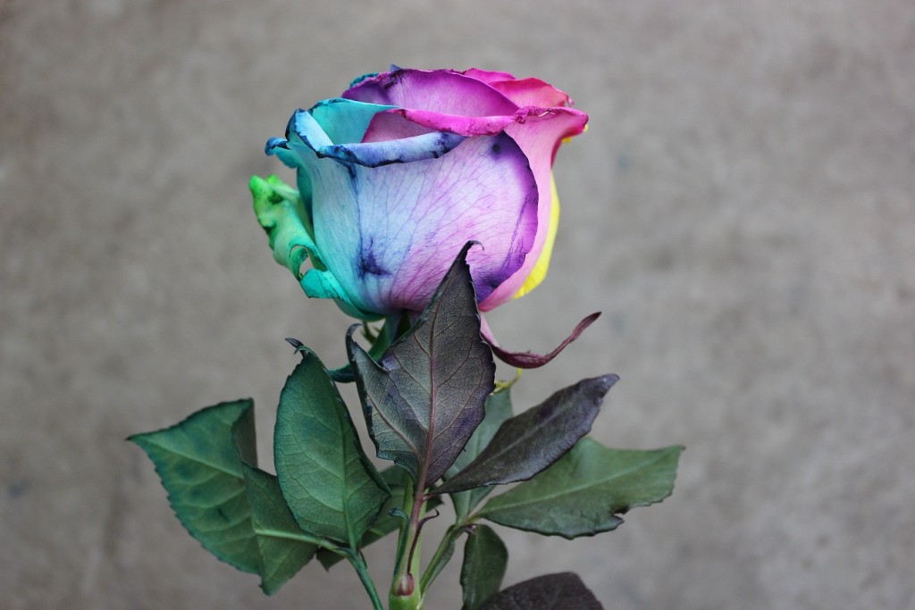 Tinted Rose - Tie Dye, Leaves, Photo Credit Allison Linder