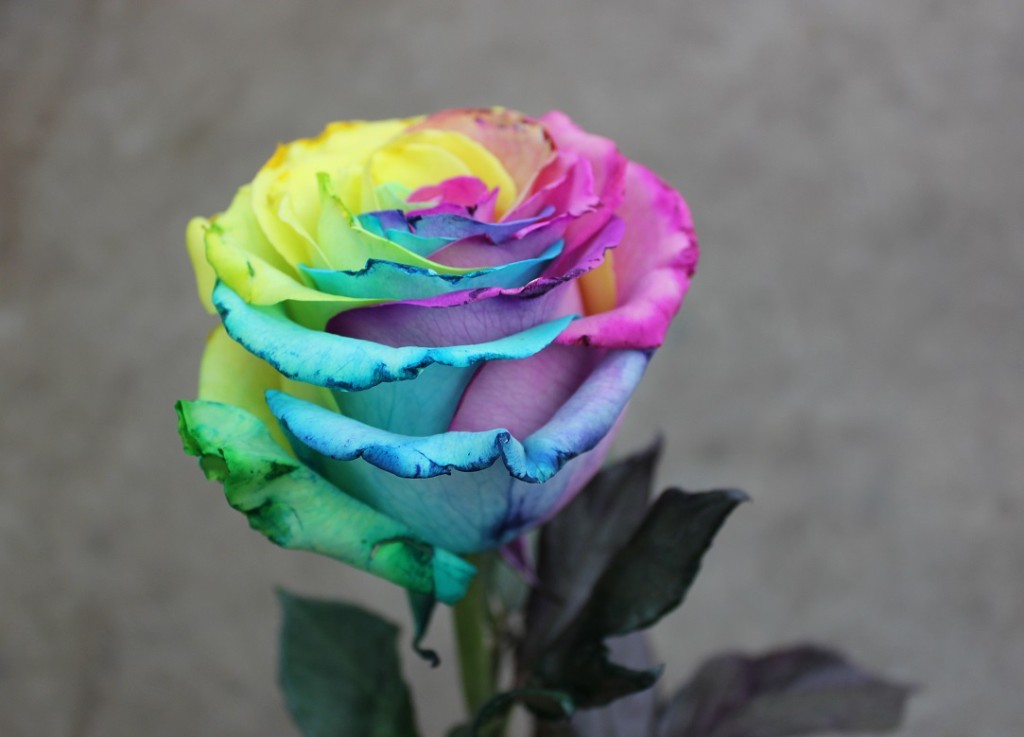 Tinted Rose Tie Dye Stevens and Son Wholesale Florist