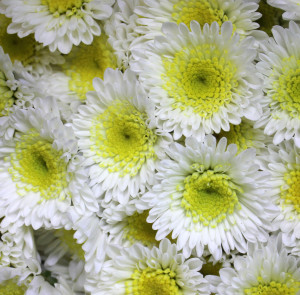 White-Yellow